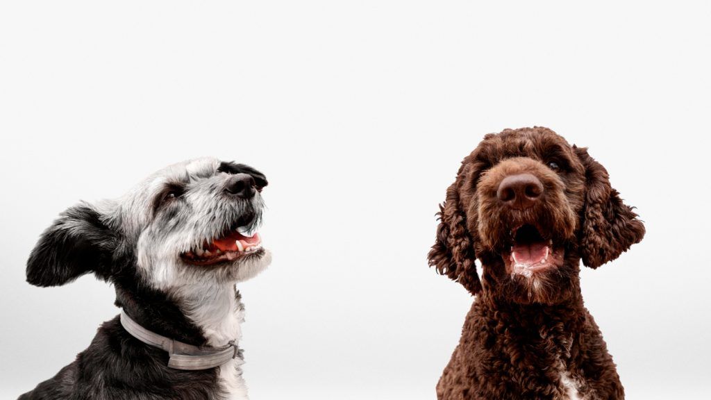 cabinet-veterinar-sector-4-1