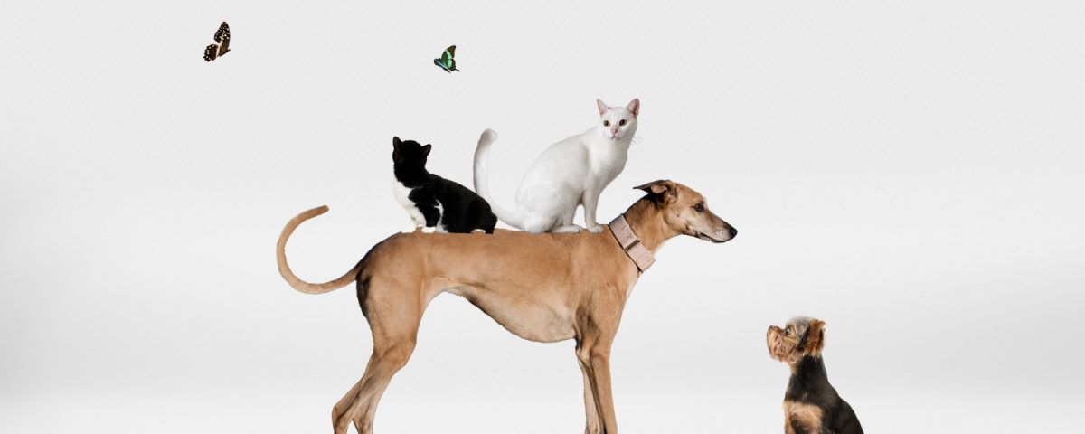 cabinet-veterinar-sector-4