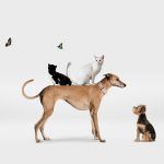 cabinet-veterinar-sector-4