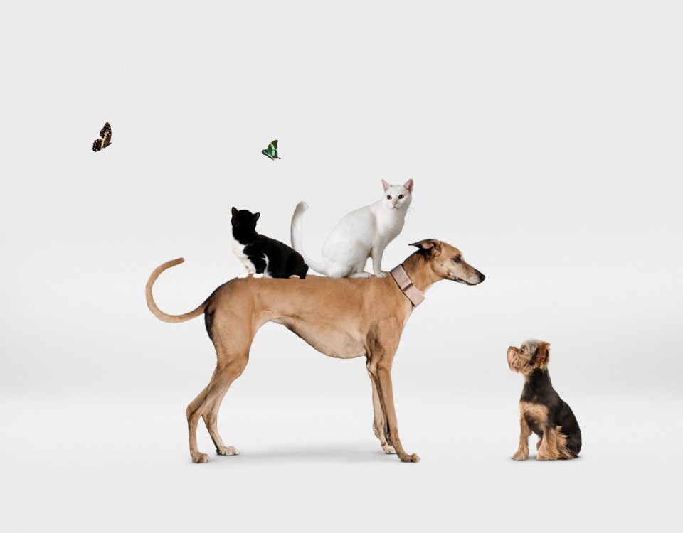 cabinet-veterinar-sector-4