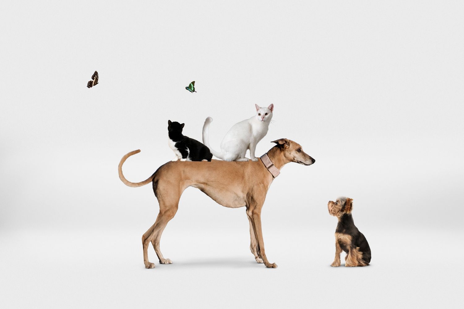 cabinet-veterinar-sector-4